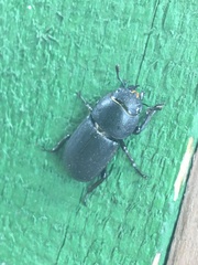 Dorcus parallelipipedus