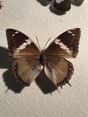 Charaxes tiridates tiridates