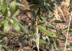 Lacerta diplochondrodes
