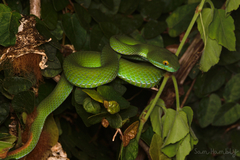 Trimeresurus macrops