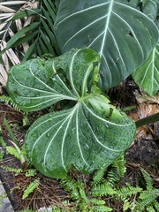 Philodendron gloriosum
