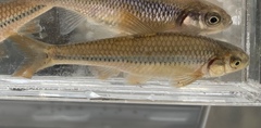 Notropis topeka