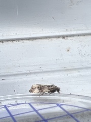 Endothenia marginana