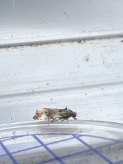 Endothenia marginana