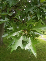 Quercus