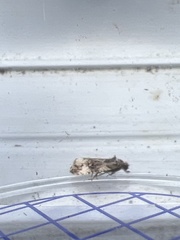 Endothenia marginana