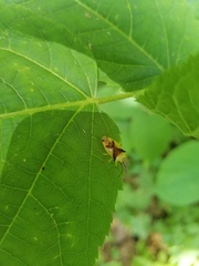 Elasmostethus atricornis