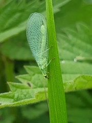 Chrysopa pallens-group