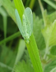 Chrysopa pallens-group