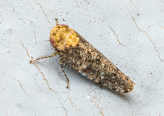 Paraphlepsius collitus