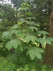 Kalopanax septemlobus