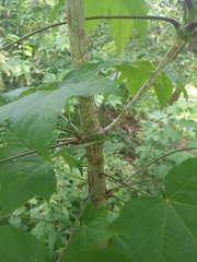 Kalopanax septemlobus