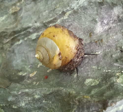 Ustronia acuminata
