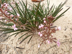 Stylidium elongatum