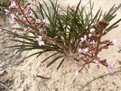 Stylidium elongatum