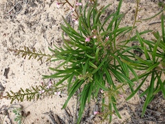 Stylidium elongatum