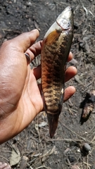 Channa striata