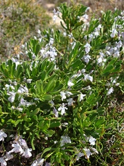 Scaevola crassifolia