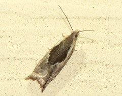 Ancylis sheppardana