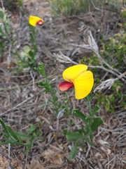Isotropis cuneifolia