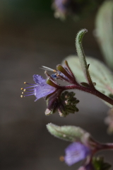 Phacelia quickii