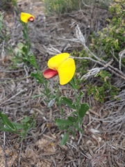 Isotropis cuneifolia