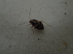 Cyphodema instabilis