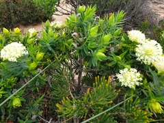 Pimelea leucantha