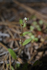 Plagiobothrys torreyi