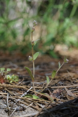 Plagiobothrys torreyi