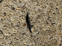 Belocaulus angustipes