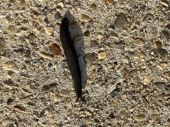 Belocaulus angustipes