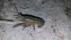 Procambarus virginalis