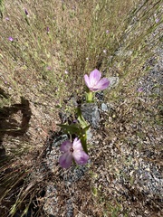 Clarkia dudleyana
