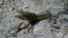 Procambarus virginalis