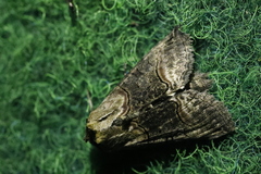 Abrostola asclepiadis