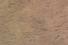 Squalius cephalus