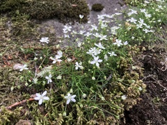 Heliosperma pusillum