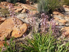 Stylidium elongatum