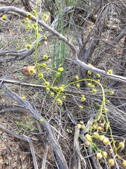 Drosera hirsuta