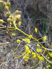 Drosera hirsuta