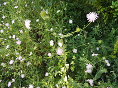 Knautia integrifolia