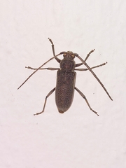 Stromatium longicorne