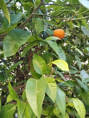 Citrus × aurantium