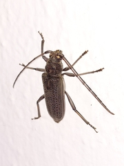 Stromatium longicorne