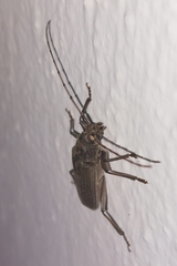 Stromatium longicorne