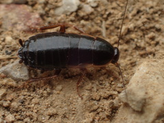 Loboptera canariensis