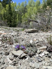 Penstemon caespitosus perbrevis