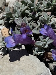 Penstemon caespitosus perbrevis