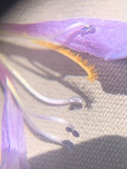 Penstemon caespitosus perbrevis